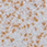Oat color 110